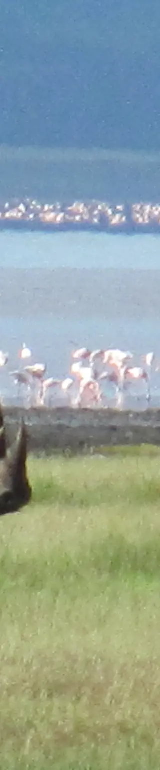 Beobachte Flamingos à gogo im Lake Nakuru